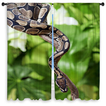 Royal Python On A Branch Window Curtains 49828951