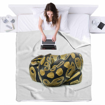 Royal Python, Or Ball Python In Studio Against A White Backgroun Blankets 65997102