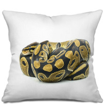 Royal Python, Or Ball Python In Studio Against A White Backgroun Pillows 65997102