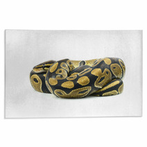 Royal Python, Or Ball Python In Studio Against A White Backgroun Rugs 65997102