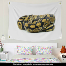 Royal Python, Or Ball Python In Studio Against A White Backgroun Wall Art 65997102