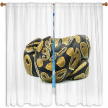 Royal Python, Or Ball Python In Studio Against A White Backgroun Window Curtains 65997102