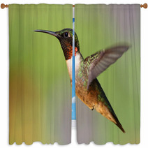 Ruby throated Hummingbird archilochus Colubris Window Curtains 42355219