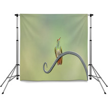 Rufous Tail Hummingbird On A Long Leaf Backdrops 64845675