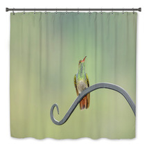 Rufous Tail Hummingbird On A Long Leaf Bath Decor 64845675