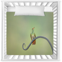 Rufous Tail Hummingbird On A Long Leaf Nursery Decor 64845675
