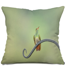 Rufous Tail Hummingbird On A Long Leaf Pillows 64845675