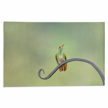 Rufous Tail Hummingbird On A Long Leaf Rugs 64845675