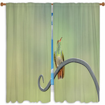 Rufous Tail Hummingbird On A Long Leaf Window Curtains 64845675