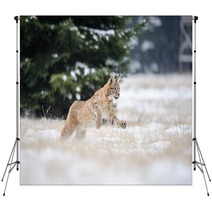 Running Eurasian Lynx Cub On Snowy Ground In Cold Winter Backdrops 87857134