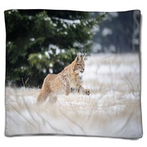 Running Eurasian Lynx Cub On Snowy Ground In Cold Winter Blankets 87857134