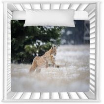 Running Eurasian Lynx Cub On Snowy Ground In Cold Winter Nursery Decor 87857134