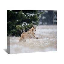 Running Eurasian Lynx Cub On Snowy Ground In Cold Winter Wall Art 87857134