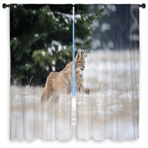 Running Eurasian Lynx Cub On Snowy Ground In Cold Winter Window Curtains 87857134