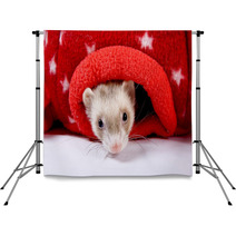 Sable Ferret Peeking Out Of Red Star Toy Backdrops 90427518