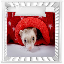 Sable Ferret Peeking Out Of Red Star Toy Nursery Decor 90427518