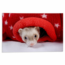 Sable Ferret Peeking Out Of Red Star Toy Rugs 90427518
