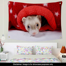 Sable Ferret Peeking Out Of Red Star Toy Wall Art 90427518