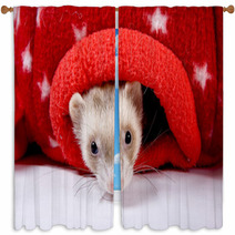Sable Ferret Peeking Out Of Red Star Toy Window Curtains 90427518