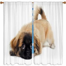 Sad Puppy Dog Is Resting Window Curtains 61536519