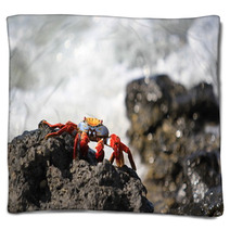 Sally Lightfoot Crab Blankets 100008646