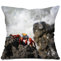 Sally Lightfoot Crab Pillows 100008646