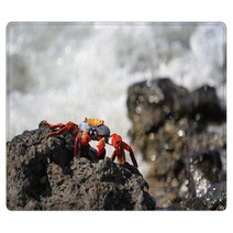 Sally Lightfoot Crab Rugs 100008646