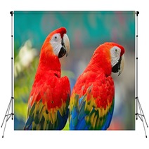 Scarlet Macaw Backdrops 61611292