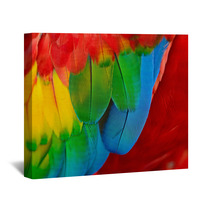 Scarlet Macaw Feathers Wall Art 58075375
