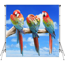 Scarlet Macaw With Beautiful Sky. Backdrops 68638642