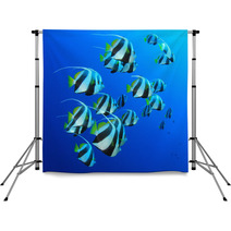 Schooling Bannerfish In Blue Water Backdrops 44035561