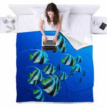 Schooling Bannerfish In Blue Water Blankets 44035561