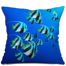 Schooling Bannerfish In Blue Water Pillows 44035561