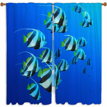Schooling Bannerfish In Blue Water Window Curtains 44035561