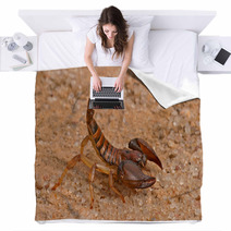 Scorpion Blankets 1034797