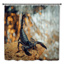 Scorpion In A Fighting Stance. Russian Nature Bath Decor 87127955