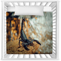 Scorpion In A Fighting Stance. Russian Nature Nursery Decor 87127955