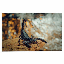 Scorpion In A Fighting Stance. Russian Nature Rugs 87127955