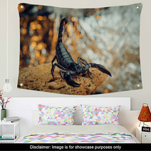 Scorpion In A Fighting Stance. Russian Nature Wall Art 87127955