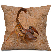 Scorpion Pillows 1034797