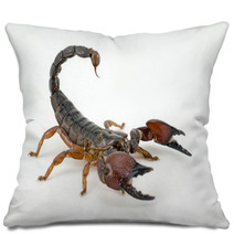 Scorpion Pillows 57371105