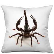 Scorpion Pillows 87966647