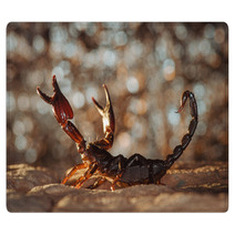 Scorpion Protected. Russian Nature Rugs 89159481