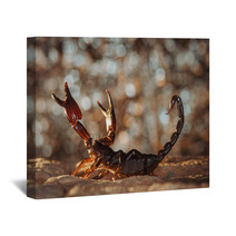 Scorpion Protected. Russian Nature Wall Art 89159481