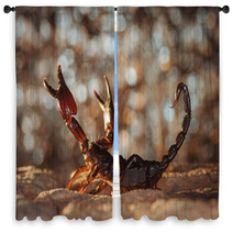Scorpion Protected. Russian Nature Window Curtains 89159481