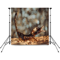 Scorpion Protected. Side View. Russian Nature Backdrops 89159547