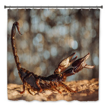 Scorpion Protected. Side View. Russian Nature Bath Decor 89159547