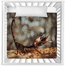 Scorpion Protected. Side View. Russian Nature Nursery Decor 89159547