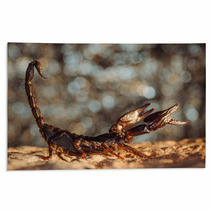 Scorpion Protected. Side View. Russian Nature Rugs 89159547