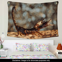 Scorpion Protected. Side View. Russian Nature Wall Art 89159547